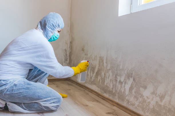 Licensed Black Mold Remediation service in Quincy, FL - 24 Hour Mold Removal