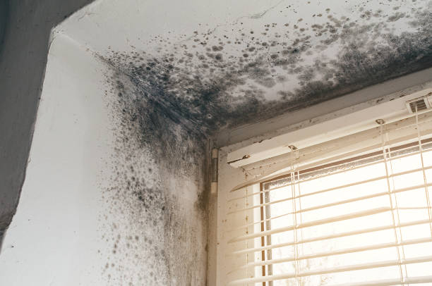 Affordable Black Mold Remediation solutions in Quincy, FL