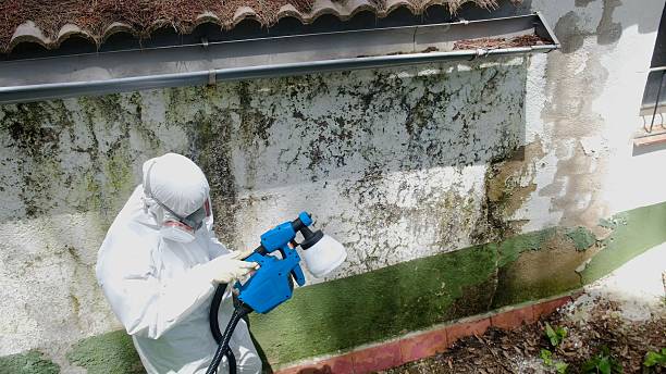 Top rated local Black Mold Remediation specialists in Quincy, FL